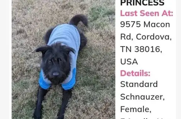 Lost Dog: Black with Healing Nose Sore