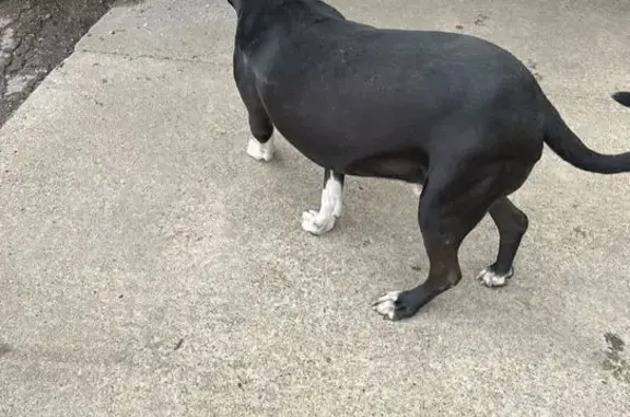 Lost Dog: Friendly Black & White Pup