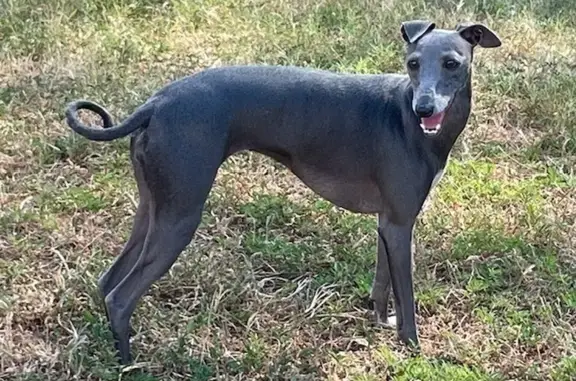 Lost Italian Greyhound on N Main St