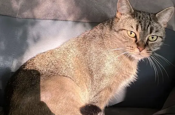 Chatte tigrée perdue, rue Roger Sommer - photo