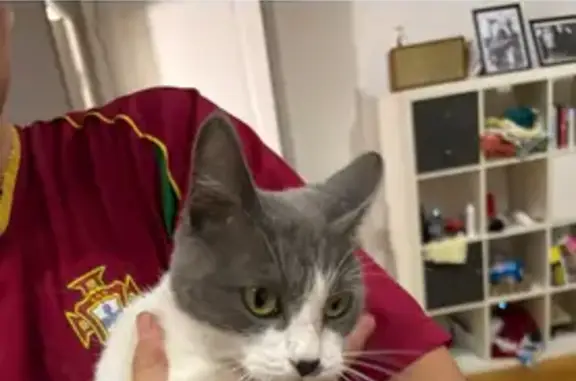 Chat trouvé : gris-blanc, tâche noire, Nice - photo