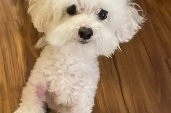 Help Find Geo: Lost 4lb Maltese in Laurel