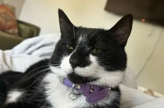 Missing cat Florence, photo: Lost Cat Alert: Basswood Ct, Florence