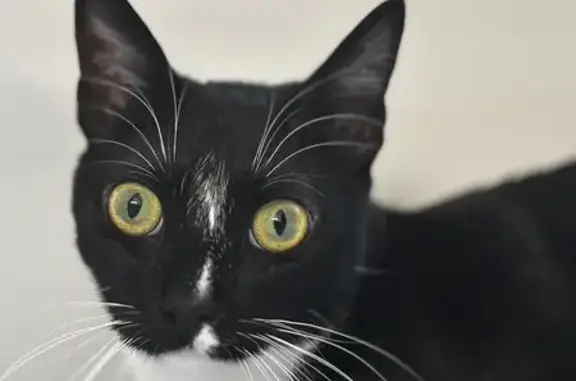 Missing cat Commerce City, photo: Lost Tuxedo Cat: Biscuit in Commerce City