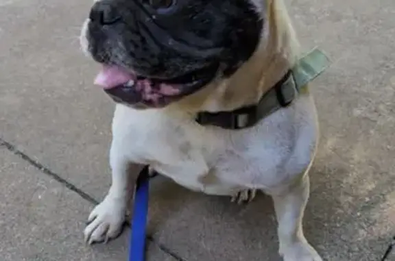Missing dog Louisville, photo: Lost French Bulldog: Cooper in Louisville
