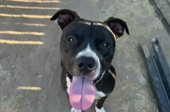 Missing dog Louisville, photo: Lost Pitbull: Black & White, Blue Collar