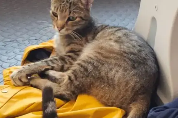 Animaux perdus Brumath, photo: Chat perdu, Brumath, rue Cicéron