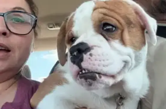 Lost Dog: Brown/White, Blue Collar, St. Louis