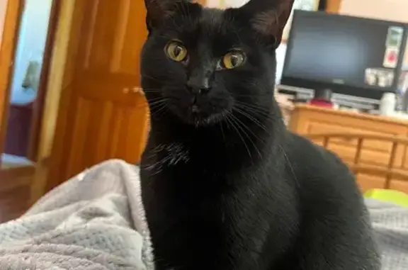 Lost Cat: Black with White Patches, Bay Shore