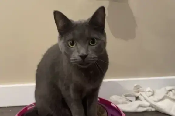 Lost Cat: Silver Grey with Tiny White Dot