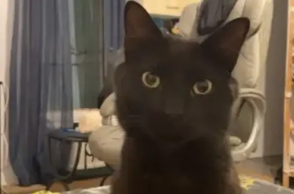 Chat noir perdu, yeux jaunes, Annonay - photo