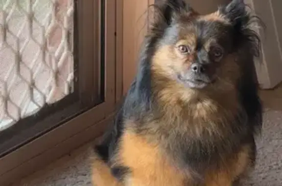 Lost Pomeranian in Knox City: 7kg, Black/Brown