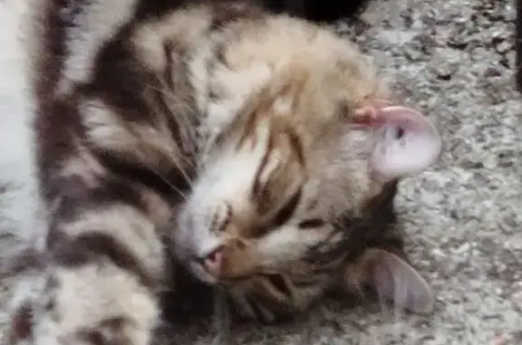Chat perdu : Mylo, tigré européen 1 an - photo
