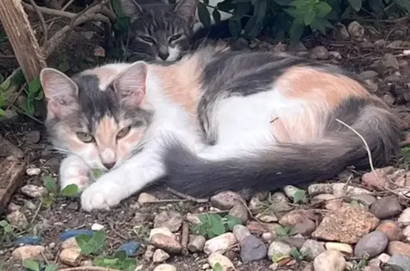 Chatte tricolore perdue, yeux verts, Nancy - photo