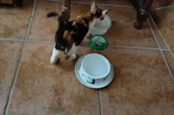 Gatos perdidos, Cordoba, foto: Gatita Tricolor Perdida en Córdoba: ¡Ayuda!