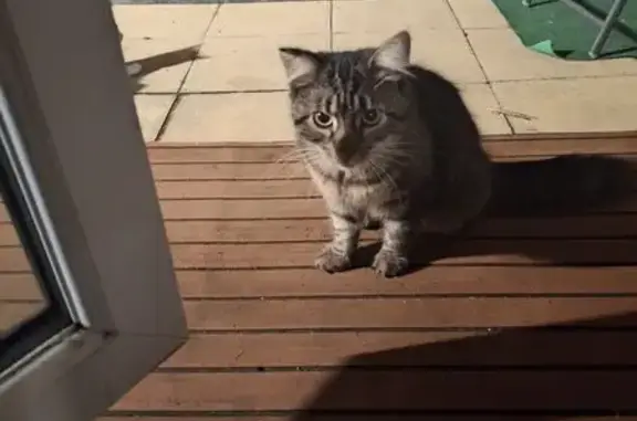 Friendly Cat Seeks Home: Sunni...