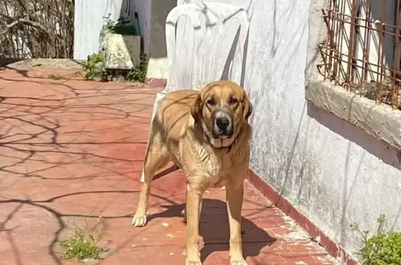 Perro Perdido en Talavera: Ayúdanos a Encontrarlo