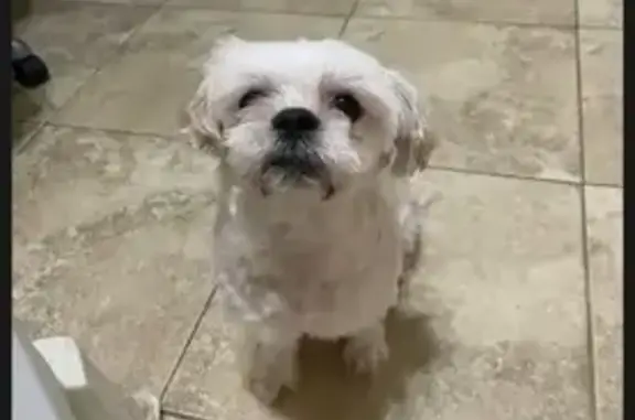 Lost White Dog in Houston - Help Find Him!