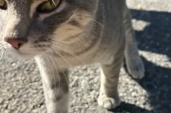 Found cat , photo: Friendly Gray Cat Found on Mermaid Ave