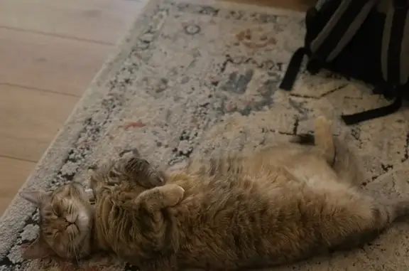 Missing cat , photo: Lost Cat: Vocal, Colorful, & Friendly