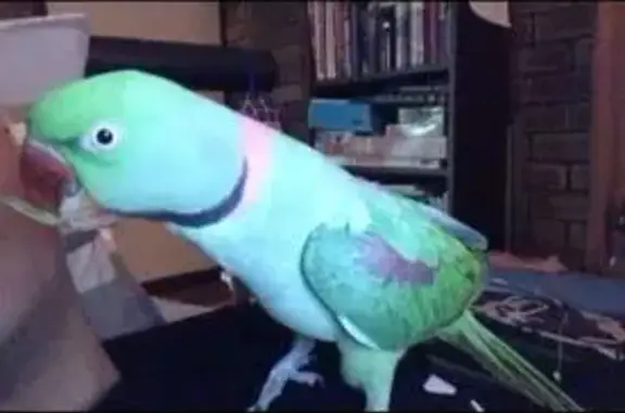 Lost Bird: Scissor Beak in Gos...