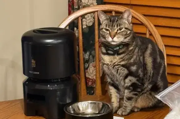 Lost Cat: Brown, Black & Tan in Columbus