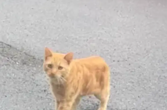 Chat roux craintif trouvé à Amance - photo