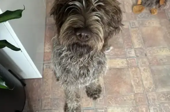 Animaux trouvés , photo: Chien mâle trouvé à Montcresson