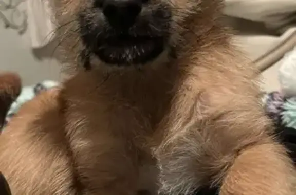 Missing dog Denver, photo: Lost Dog: Tiny Brown Pup with White Paws