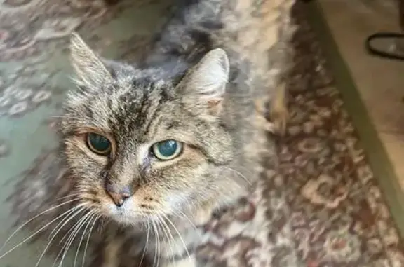 Chat perdu, Belfort, photo: Chat tigré 20 ans perdu, Rue de Ribeauvillé