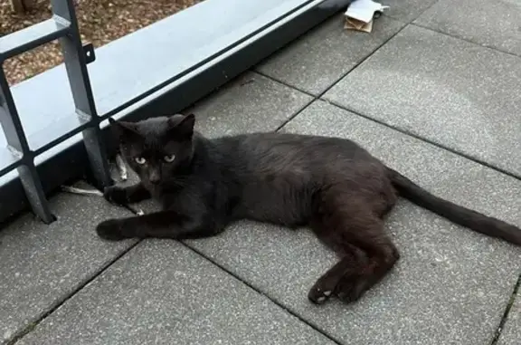 Animaux trouvés Mâcon, photo: Chat errant nourri près du cinéma à Mâcon