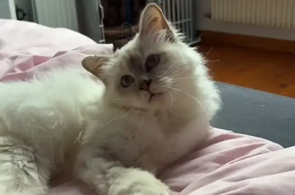 Chat perdu, , photo: Chat sacré de Birmanie perdu à Longué-Jumelles