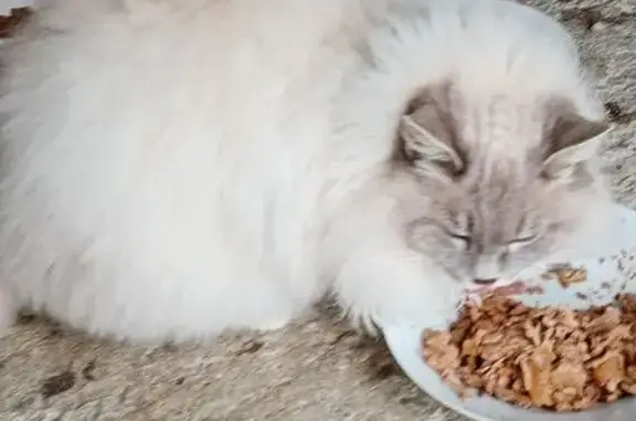 Chat trouvé , photo: Chatte sacrée de Birmanie perdue à Rétaud