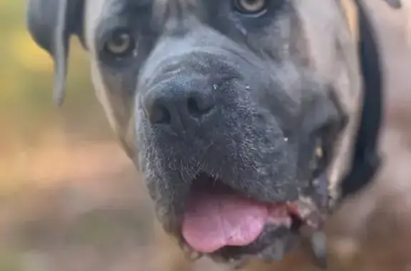 Perro Perdido en Montornés: Asustado y Desorientado