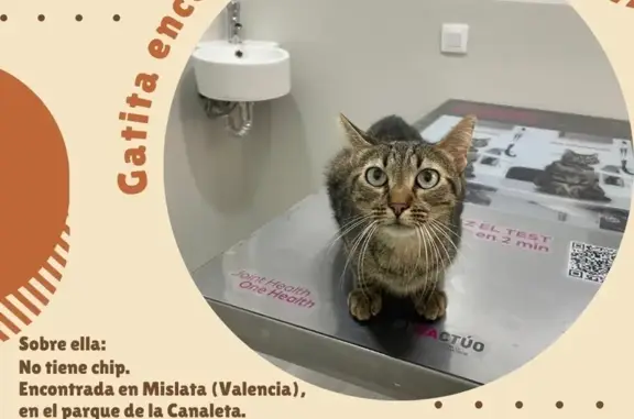 Gato encontrado Mislata, foto: Gata Gris Cariñosa Encontrada en Mislata