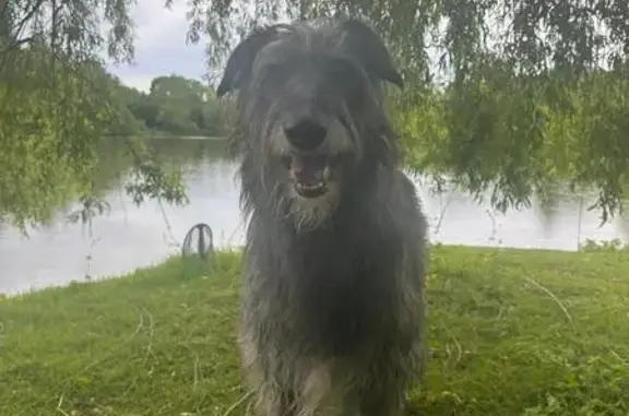 Chien perdu Darcy, grand et blessé, La Frette - photo