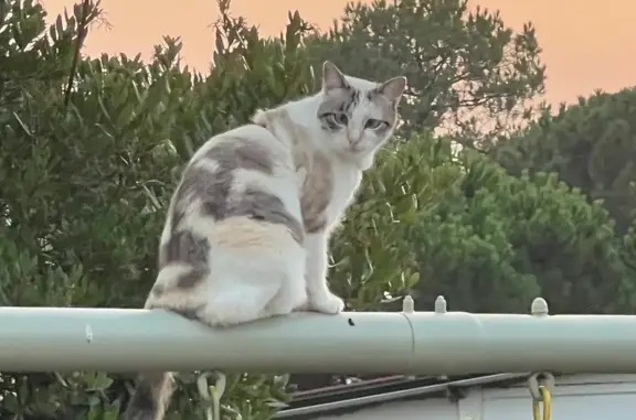 Animaux perdus Gradignan, photo: Chat perdue sur rocade bordelaise