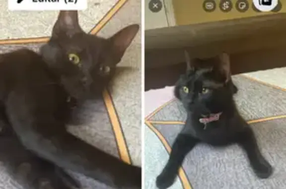 ¡Ayuda! Gata negra perdida en Blanes
