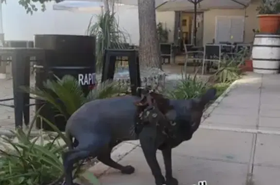 Gato Egipcio Gris Perdido en Esparreguera