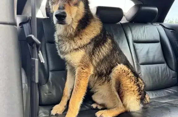 Chien trouvé , photo: Chien trouvé près du Pont Saint-Sulpice
