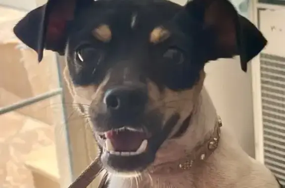 Found dog Phoenix, photo: Found: Playful Chihuahua Mix in Phoenix