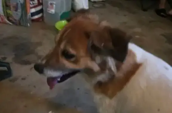 Found dog Tallahassee, photo: Sweetheart Dog Found: Apollo Trail, Tally