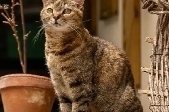 Chatte perdue: Minette, oreille coupée, Riom - photo