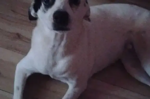 Lost Dog: White with Black Spots on East Picacho