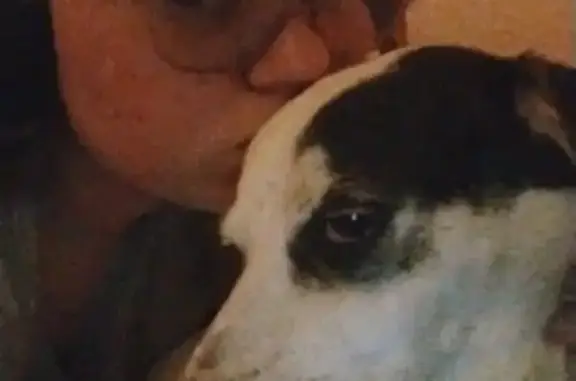Lost: White Dog with Black Spots, Casa Grande