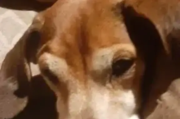 Animaux perdus Luxeuil-les-Bains, photo: Chien perdu à Luxeuil : Bobby, 15 ans