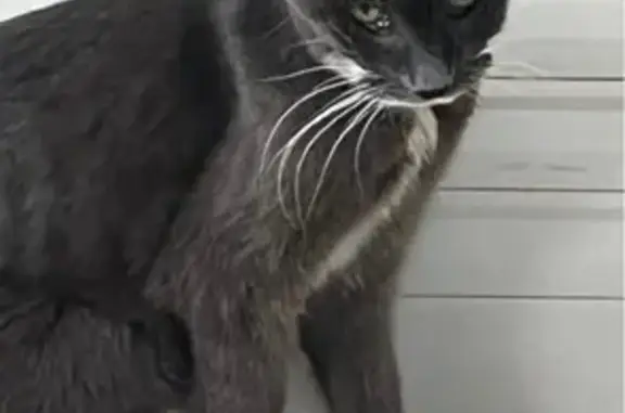 Chatte grise âgée perdue au Cannet - photo