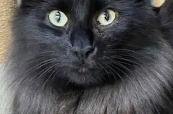 Chat noire perdue à Marly : Phylia - photo