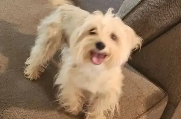 Lost Dog in Sunland Park: Brown Collar