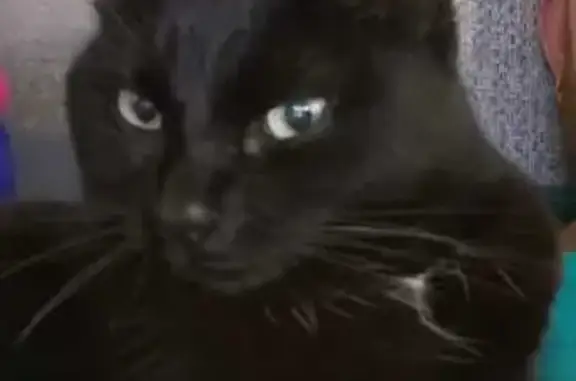 Chat perdu, , photo: Chat noir avec tâche blanche disparu à Bouëx